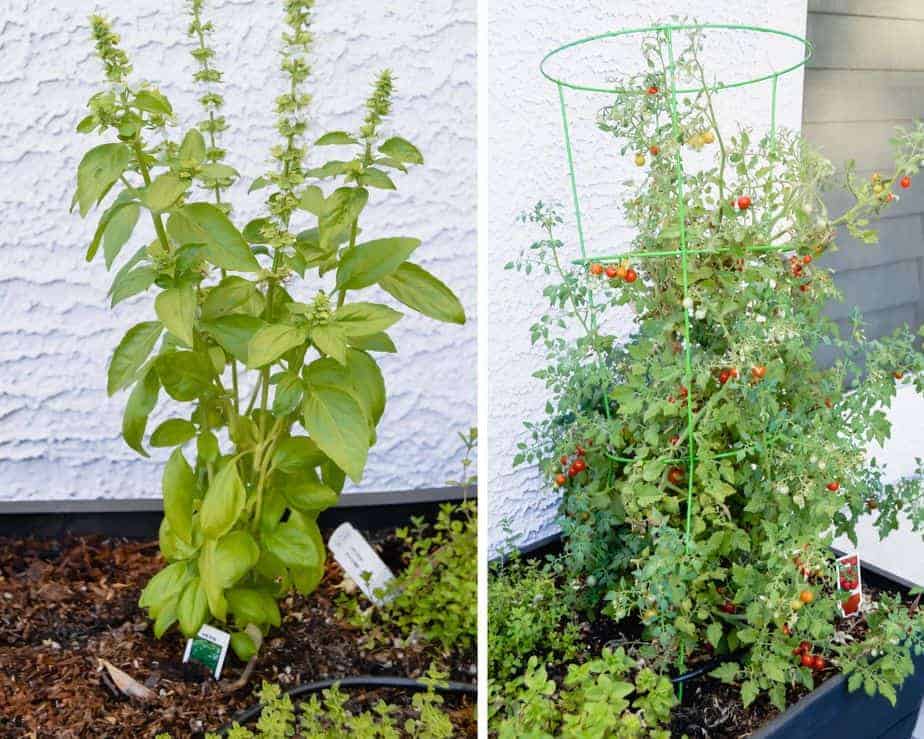 basil and tomatoes growing