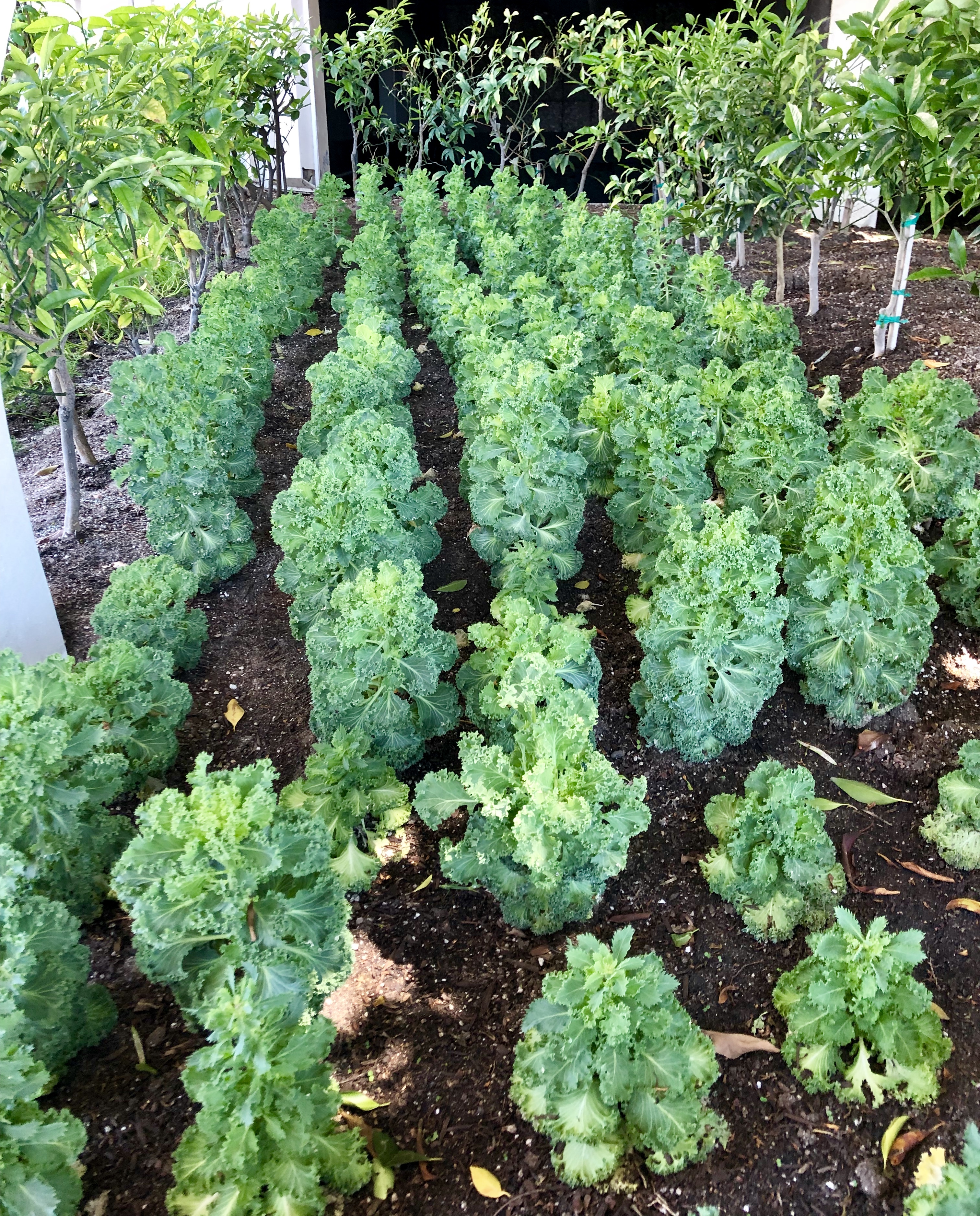 rows of lettuce Discover 5 Secrets of Tomorrowland (edible plants)